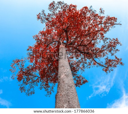 red leave tree on blue sky