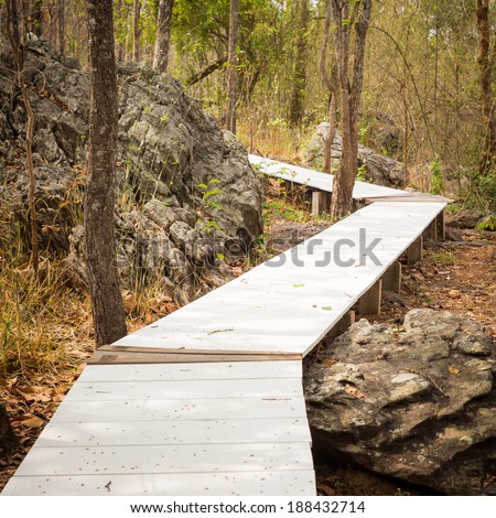 wood path in forrest