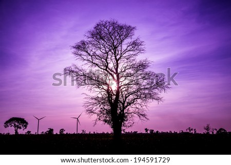 silhouette tree with sunset