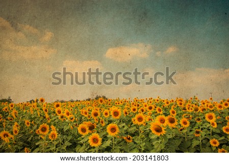 sun flowers field in Thailand. sunflowers. Grunge retro filter.