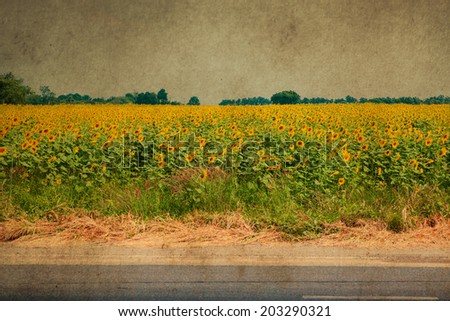 sun flowers field in Thailand. sunflowers. Grunge retro filter.