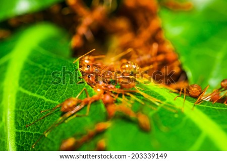 Weaver Ants (Oecophylla smaragdina) are working together to build a nest.