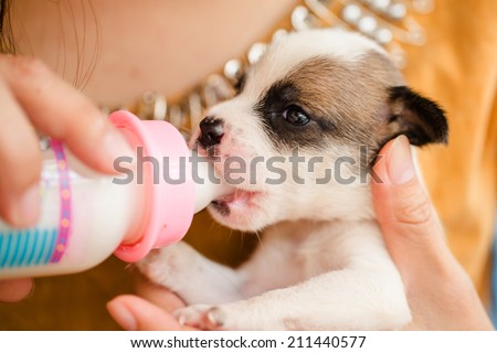 Hand feeding milk to new born dog.