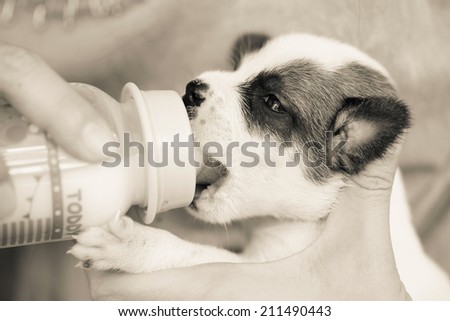 Hand feeding milk to new born dog. Black and white photo.