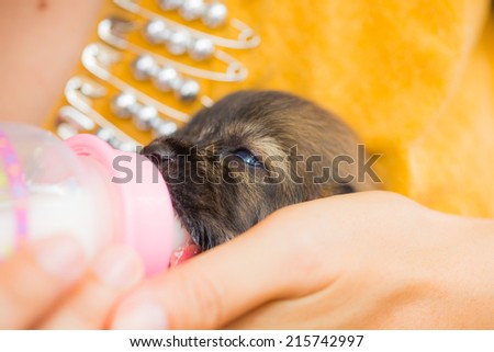 Hand feeding milk to new born puppy.