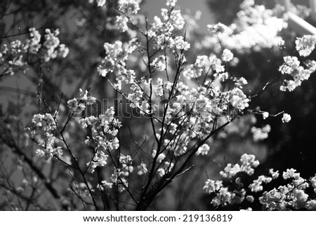 Art of cherry blossom (Sakura flower) with light at night. Black and white photo.