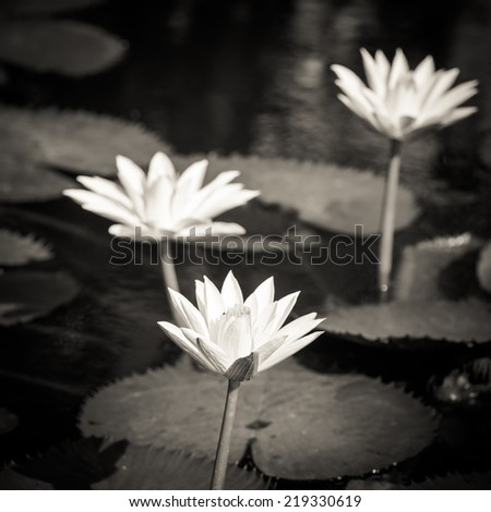 White lotus flowers in pond. Selective focus. Black and white image.