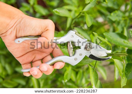 Hand with gardening  pruning shears.