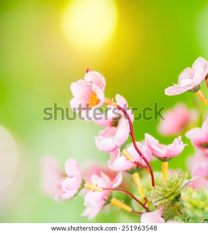Beautiful pink flower close up. Vintage light effect.