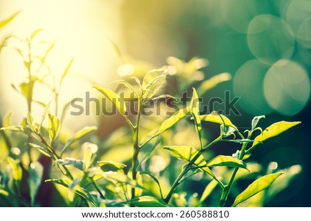 nature vintage. leaves with sunset background.