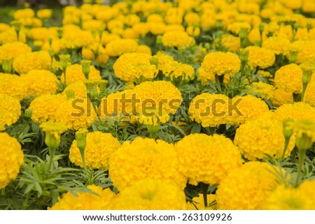 beautiful yellow Marigolds flower (Tagetes erecta, Mexican marigold, Aztec marigold, African marigold)