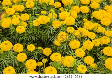 beautiful yellow Marigolds flower (Tagetes erecta, Mexican marigold, Aztec marigold, African marigold)