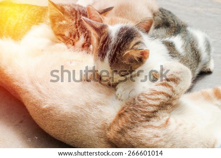 Cat Nursing her Kittens. Vintage filter.