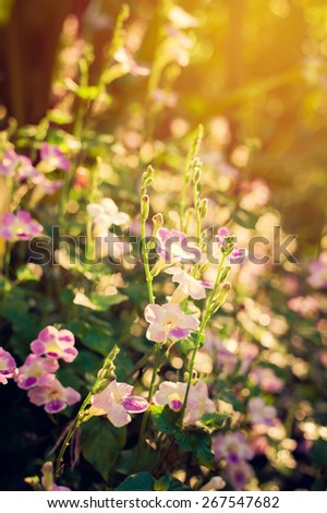 Natural with vintage filter. Justicia Gangetica flowers. Vintage filter.