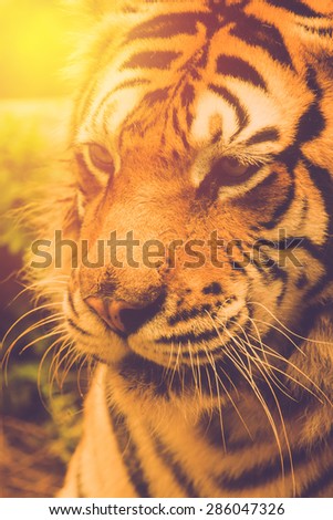 Tiger face close up. Vintage filter.