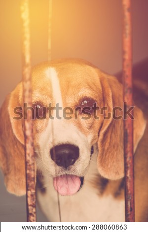 Beagle dog in cage. Vintage filter