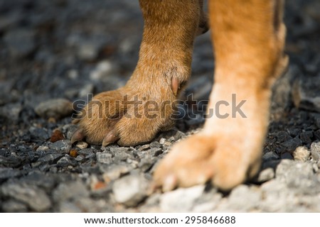 Dog foot close up.