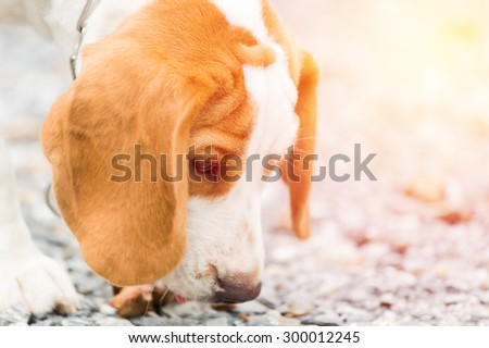 Beagle dog head shot.