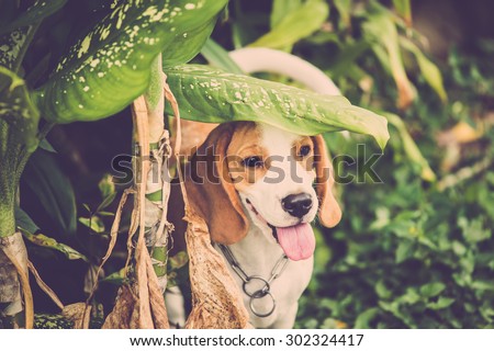 Cute beagle dog. Vintage filter