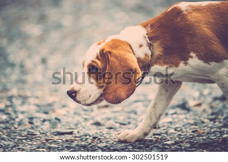 Cute beagle dog. Vintage filter