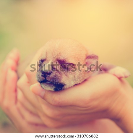 Hand hold new born puppy. Vintage filter.