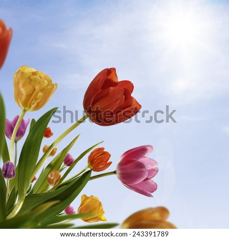 Spring tulips on sunny sky background