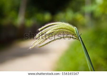 THAILAND SEPTEMBER 5:  First reveal of swallow finger grass, scientific name is Chloris barbata Sw. at countryside on September 5, 2013 in Thailand.