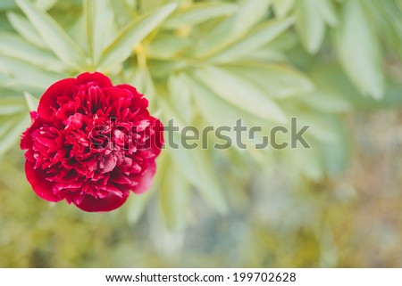 Red Peony on green background.