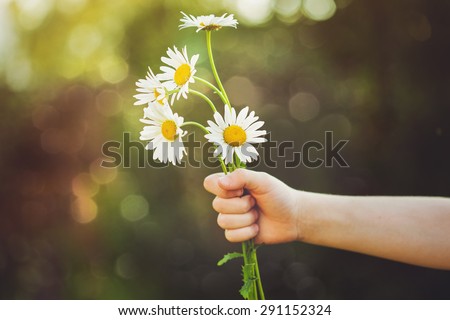 Child hand holding a flower daisy, toned photo. Focus for flowers. Background toning for instagram filter.