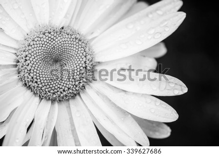 Black and white daisy flower, monochrome background.