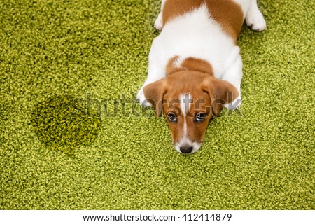Puppy Jack russell terrier lying on a carpet and  looking up guilty.