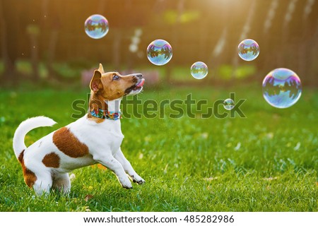 Puppy jack russell playing with soap bubbles in summer outdoor.