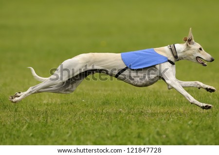 A male greyhound at full speed in the final championship
