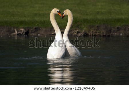 Two swans dancing in Spring