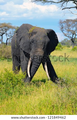 An big male elephant in the Manyara National Park. Tanzania