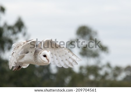 A Common Barn Owl (Tyto alba) flying in Australia