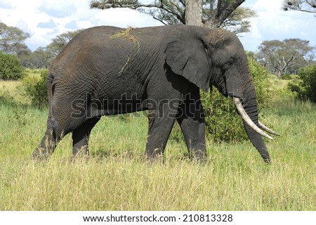 Large male elephant in Tanzania