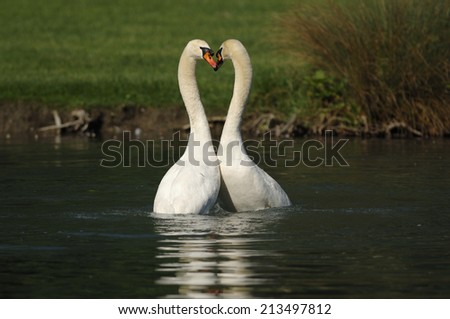 Two swans dancing in Spring. Actually these two males are fighting.