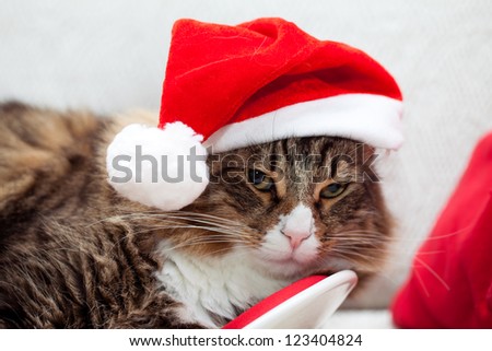 Cute cat with santa hat.