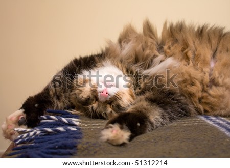 Animals - Pets. Maine Coon cat sleeping in a funny position.
