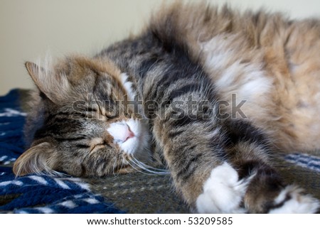 Animals - Pets. Norwegian cat sleeping in a funny position.