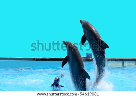 Couple of dolphins jumping out of the water.