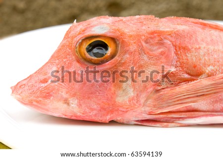 Food - Fish - Closeup of red gurnard fish.