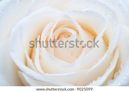 White rose with dew