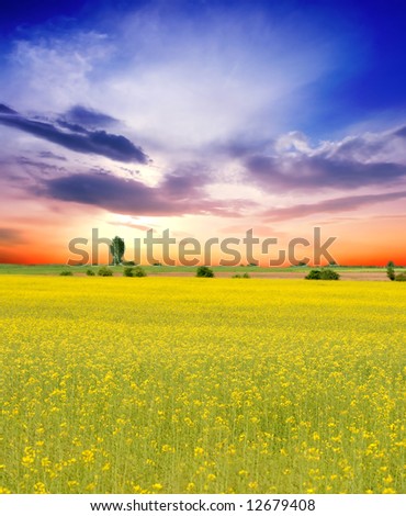 yellow flowers field. stock photo : Yellow flowers