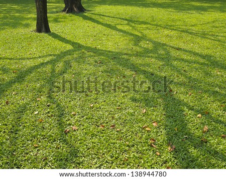 image of line shadow tree on lawn