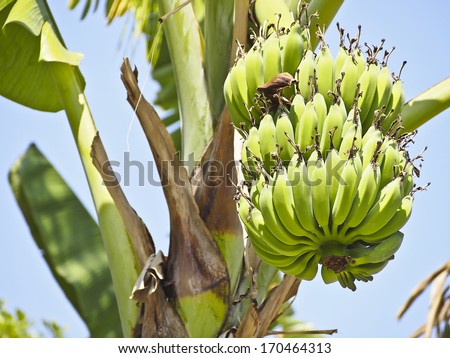 view of bundle green raw banana on banana tree in sunlight