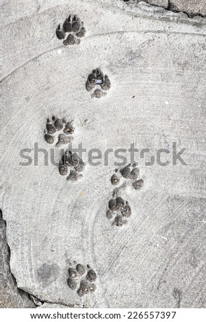 imprint of dog footprints walk on concrete floor