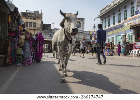 PUSHKAR INDIA-OCT 29 : cow and crowd in main market road, This road is main street for tourist on october,29, 2014, india