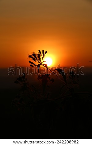 Flower Silhouette At yellow Sunset